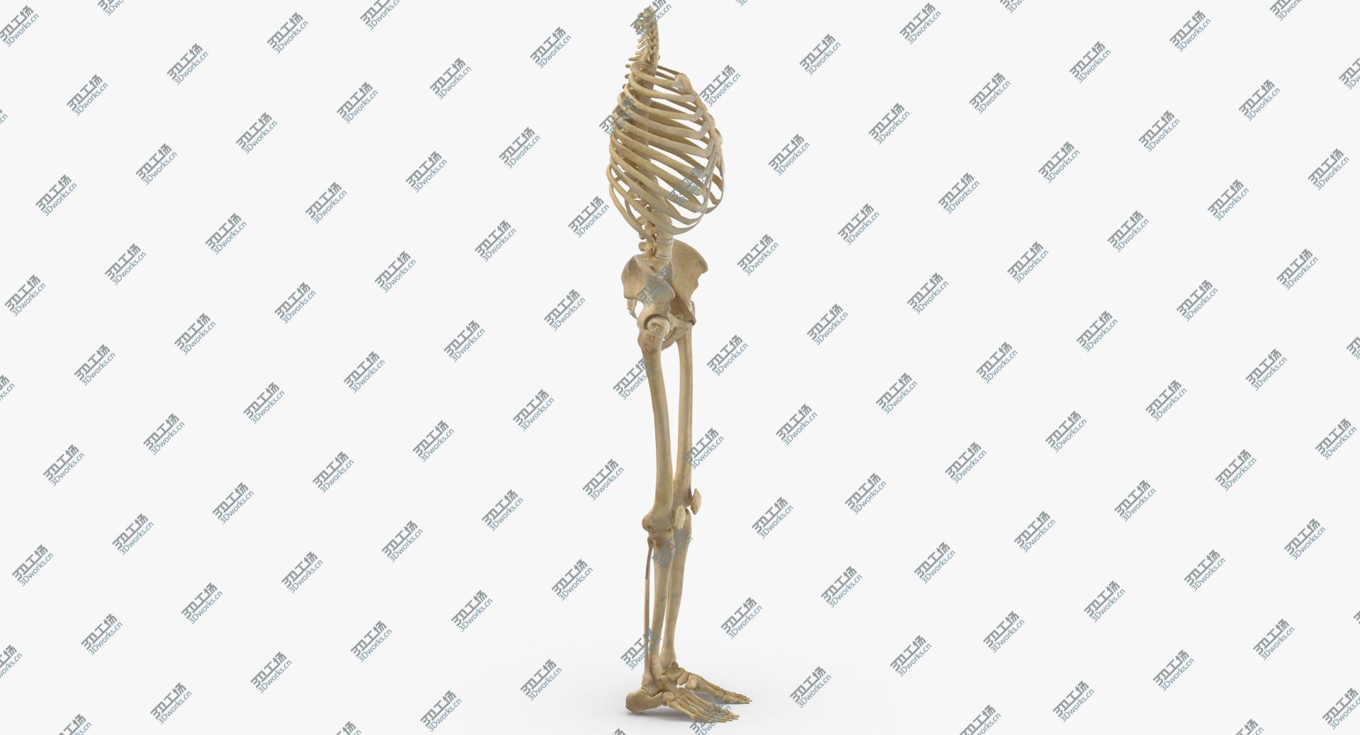 images/goods_img/202104021/3D Real Human Rib Cage Spine Female Pelvis and Leg Bones Anatomy With Intervertibral Disks model/4.jpg